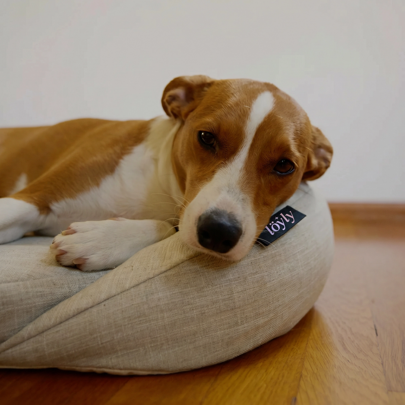 infrared-pemf-pet-bed image 4