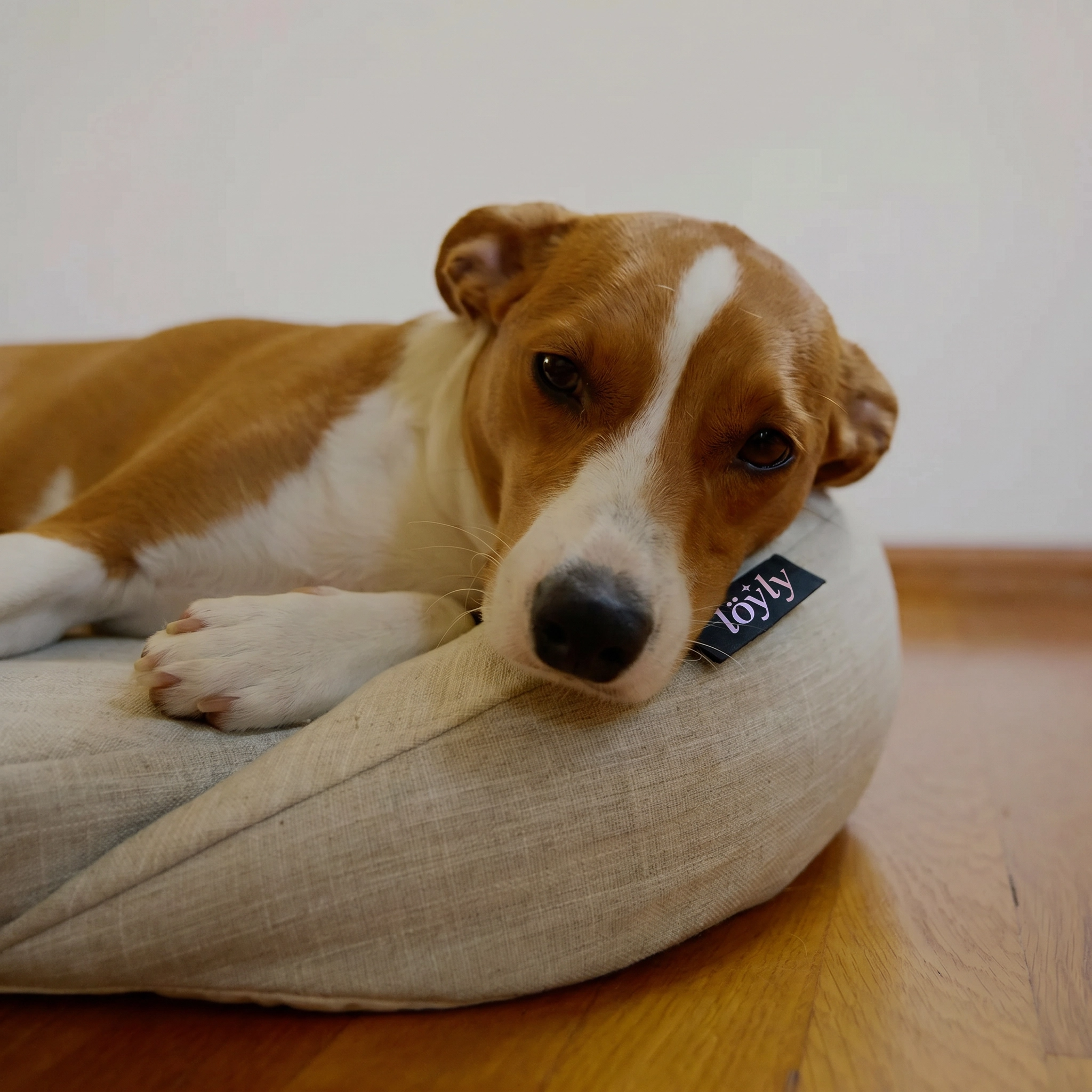 infrared-pemf-pet-bed image 4
